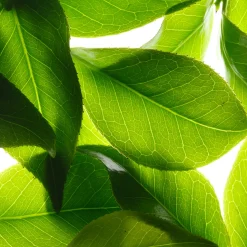 Clearance NUXE Esfoliante granulare rigenerante