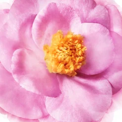 Online NUXE Maschera Nutriente Pre-shampoo