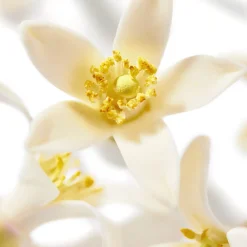 Cheap NUXE Prodigieux®Néroli Le Parfum 50ml